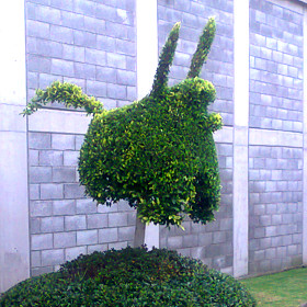 Jardimexico - Mantenimiento de Jardines, Poda y Derribo de Árboles en Ciudad de Mexico y Estado de Mexico