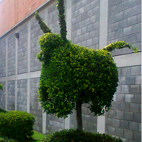 Jardimexico - Mantenimiento de Jardines, Poda y Derribo de Árboles en Ciudad de Mexico y Estado de Mexico