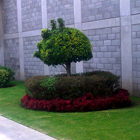 Jardimexico - Mantenimiento de Jardines, Poda y Derribo de Árboles en Ciudad de Mexico y Estado de Mexico