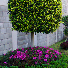 Jardimexico - Mantenimiento de Jardines, Poda y Derribo de Árboles en Ciudad de Mexico y Estado de Mexico